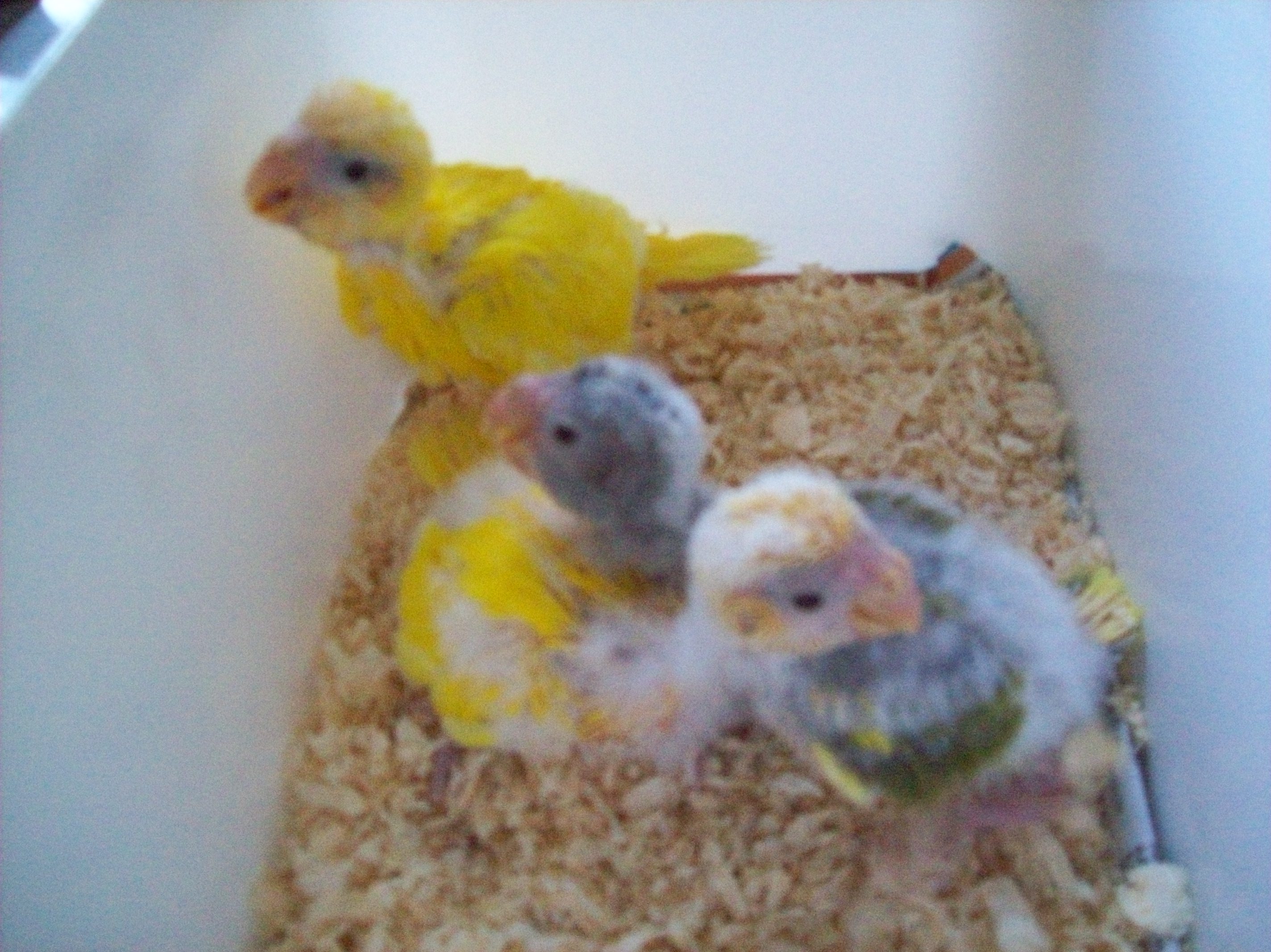 Hand Reared Parrots Riverbank Aviaries