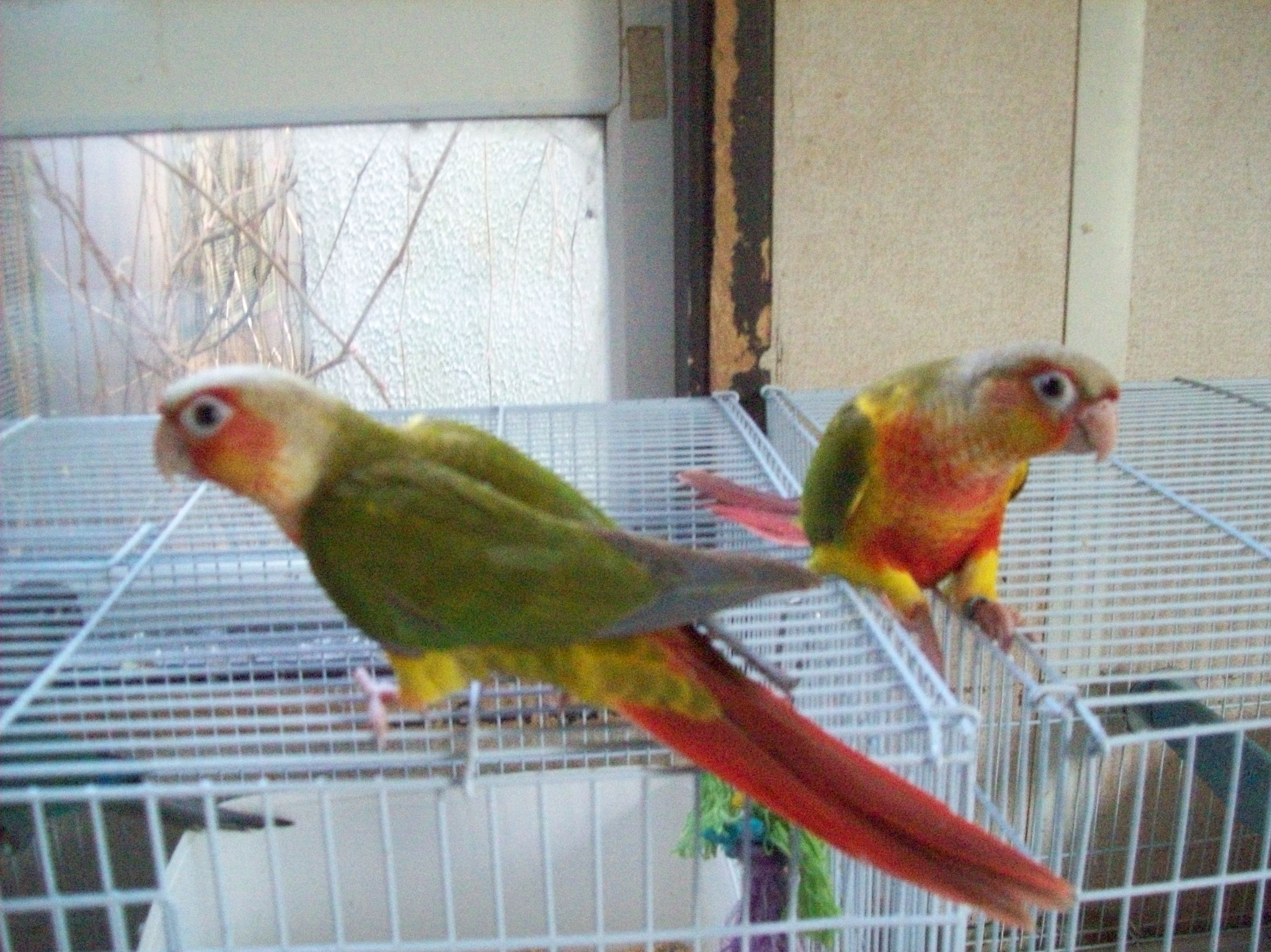Hand Reared Parrots Riverbank Aviaries