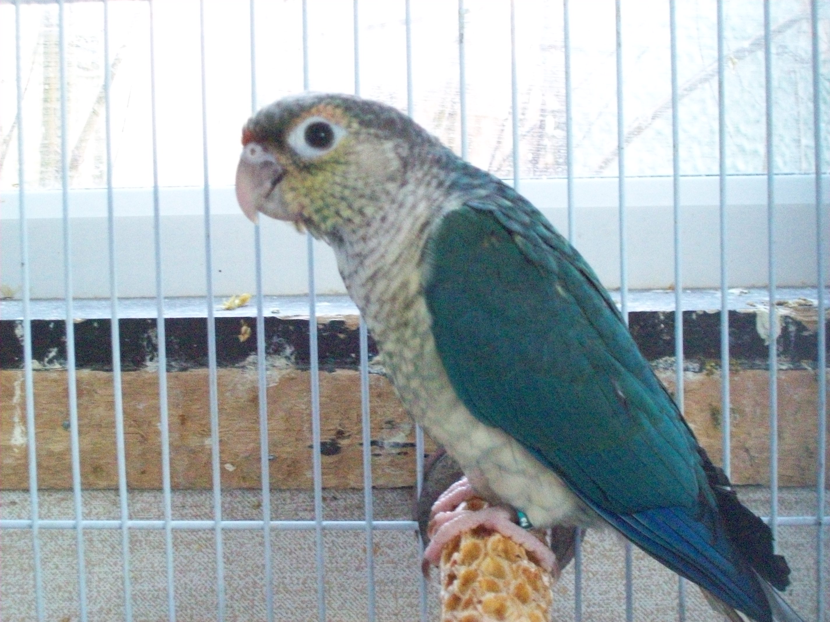 Hand Reared Parrots Riverbank Aviaries