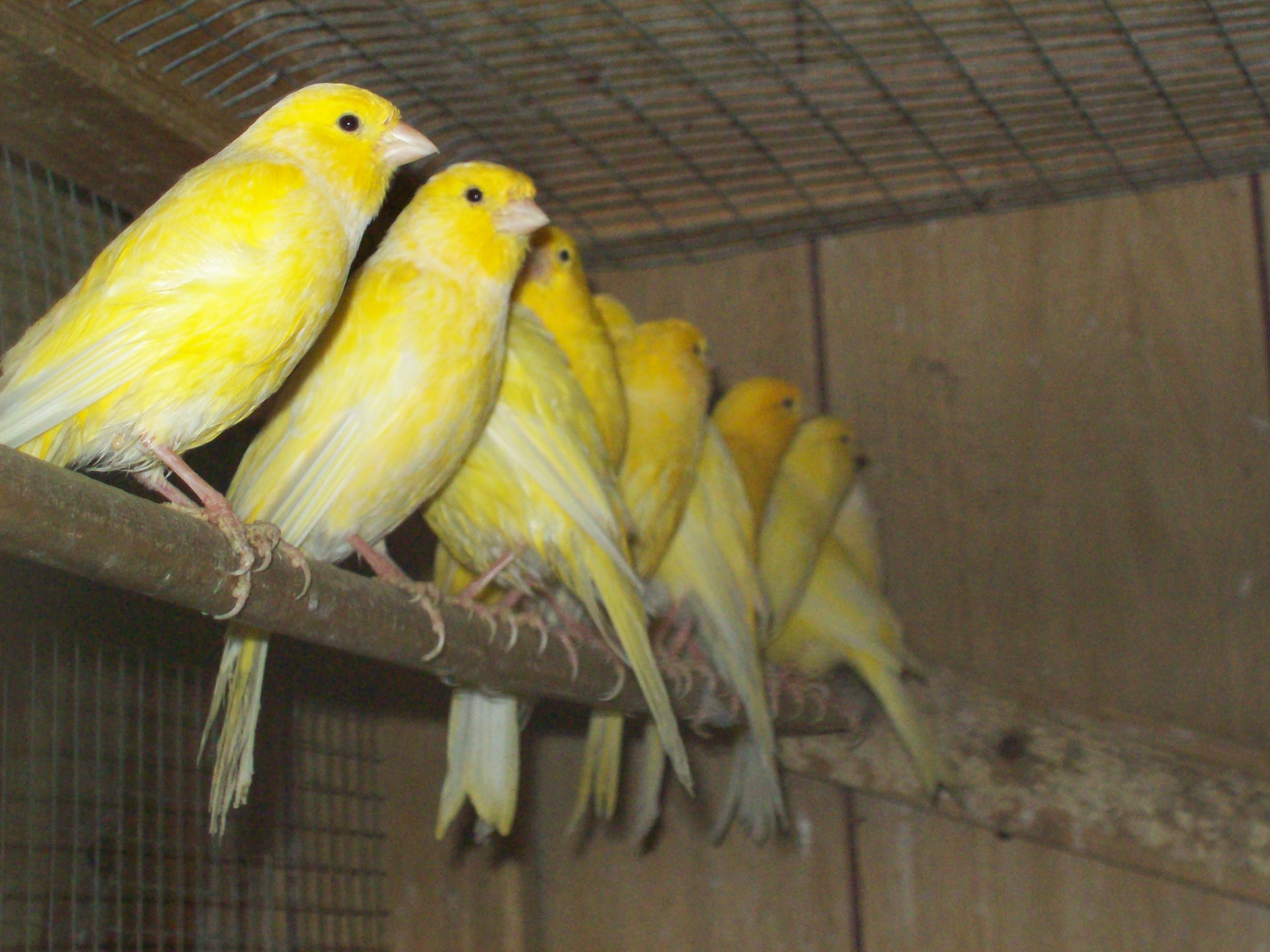 Aviary Birds Riverbank Aviaries