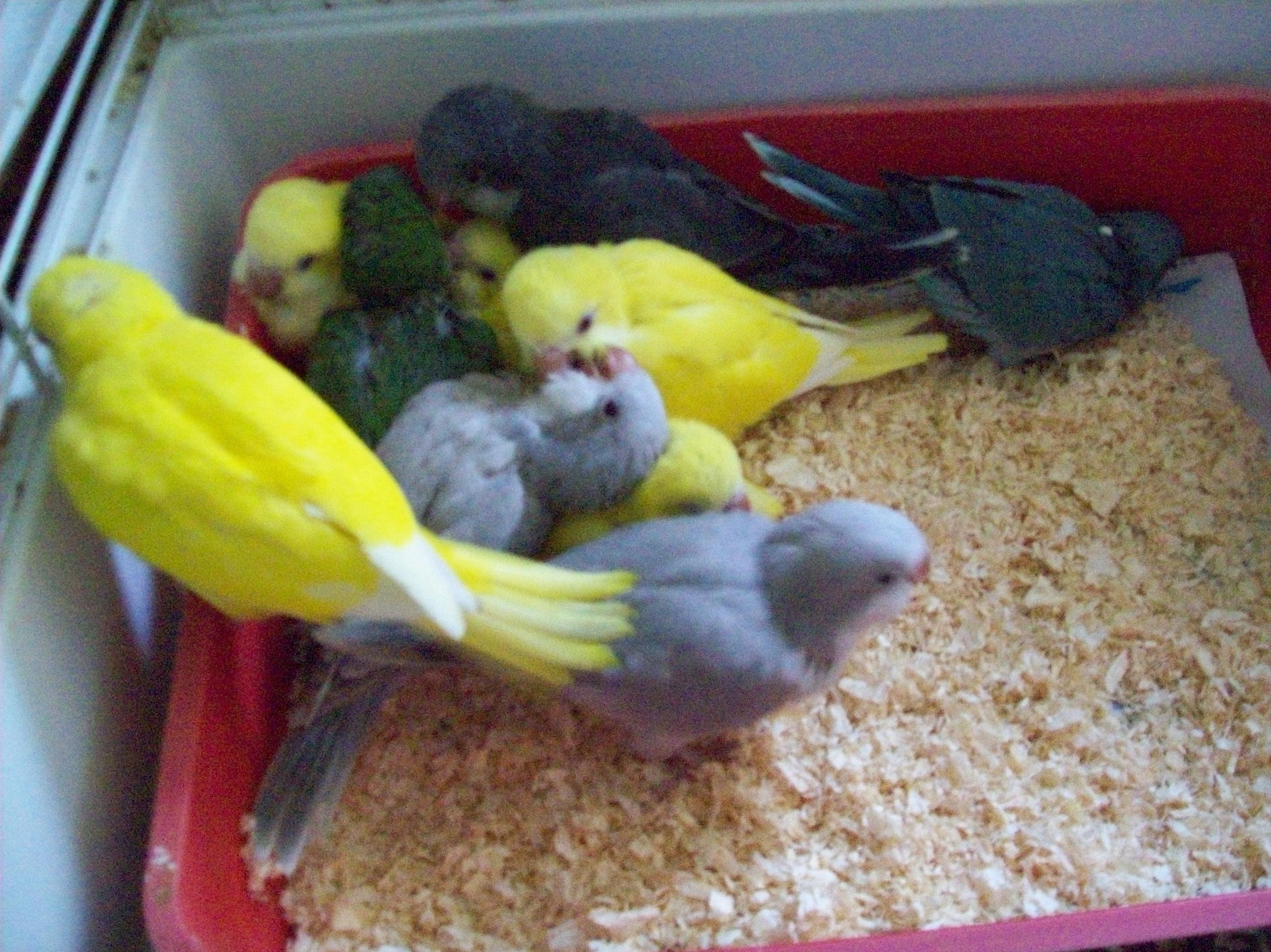 Hand Reared Parrots Riverbank Aviaries