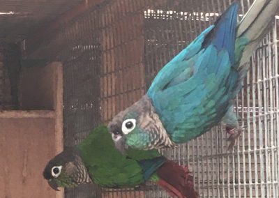 Green cheeked conures