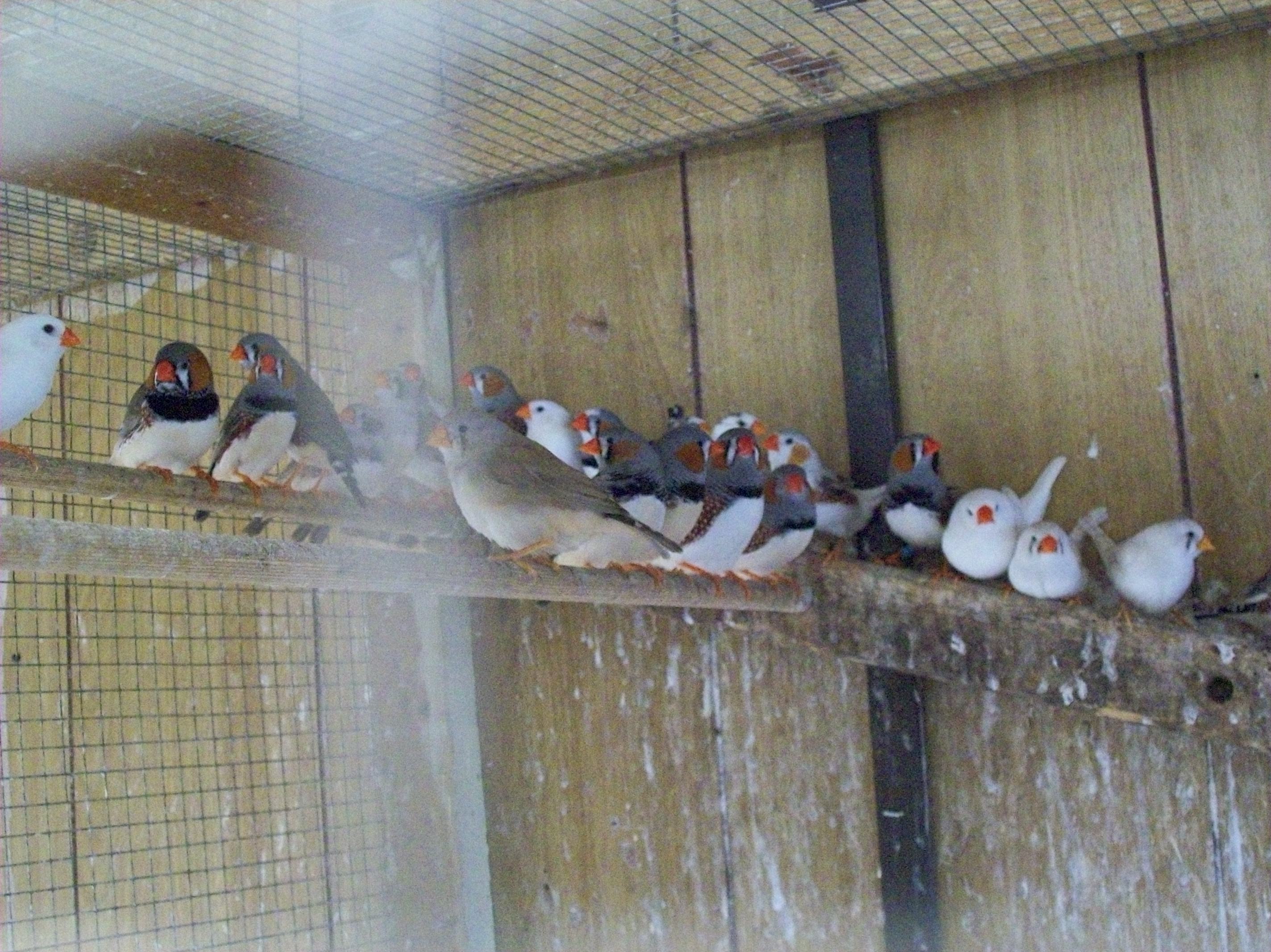 Aviary Birds Riverbank Aviaries
