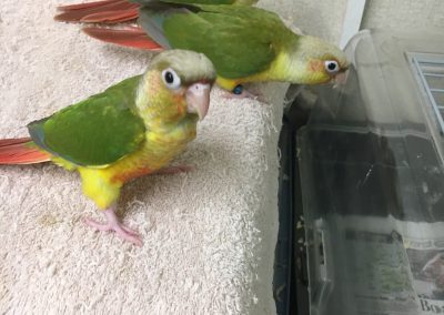 Pineapple green cheeked conures