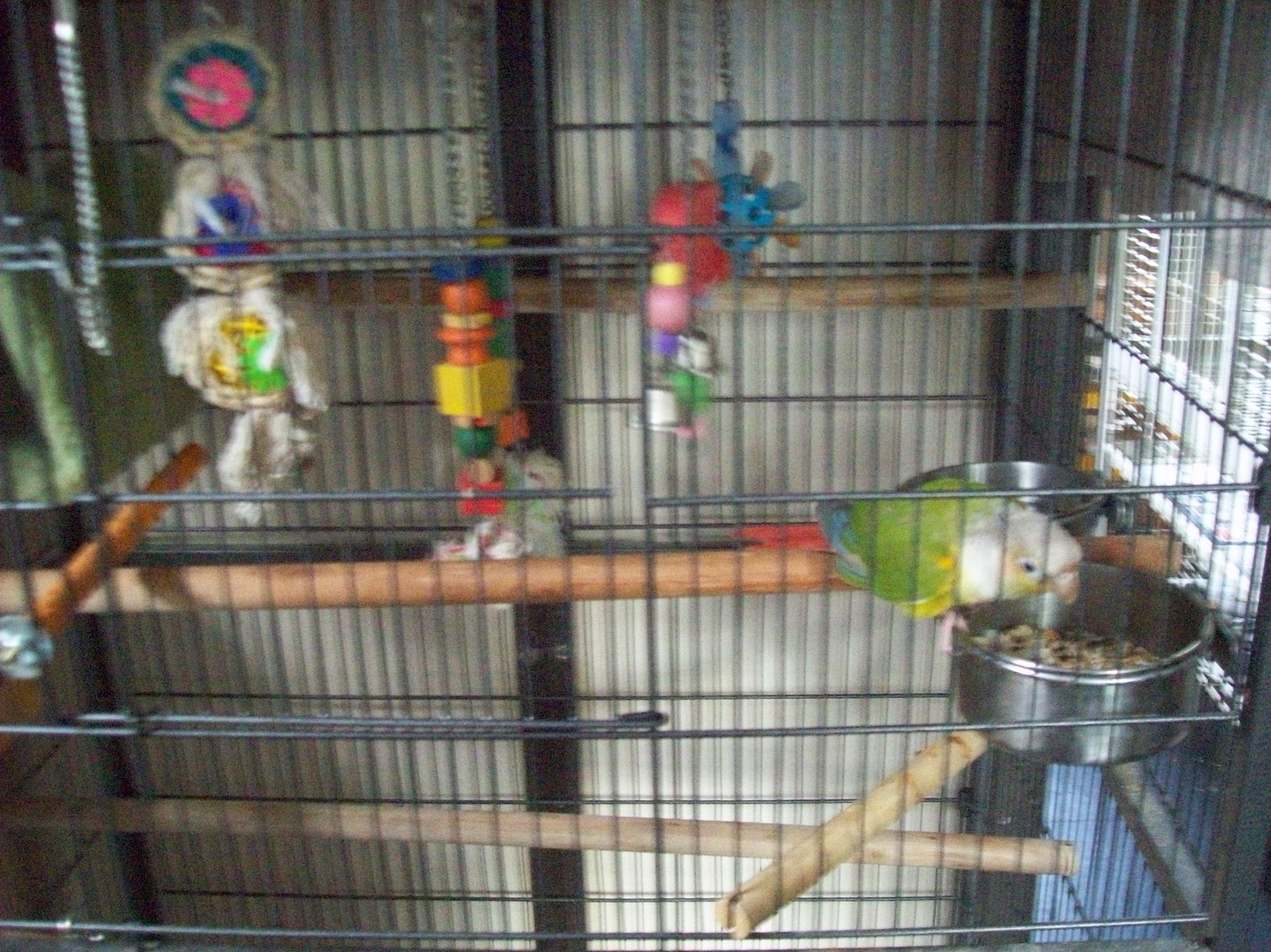 Hand Reared Parrots Riverbank Aviaries