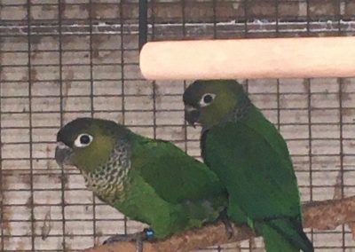 Black capped conures