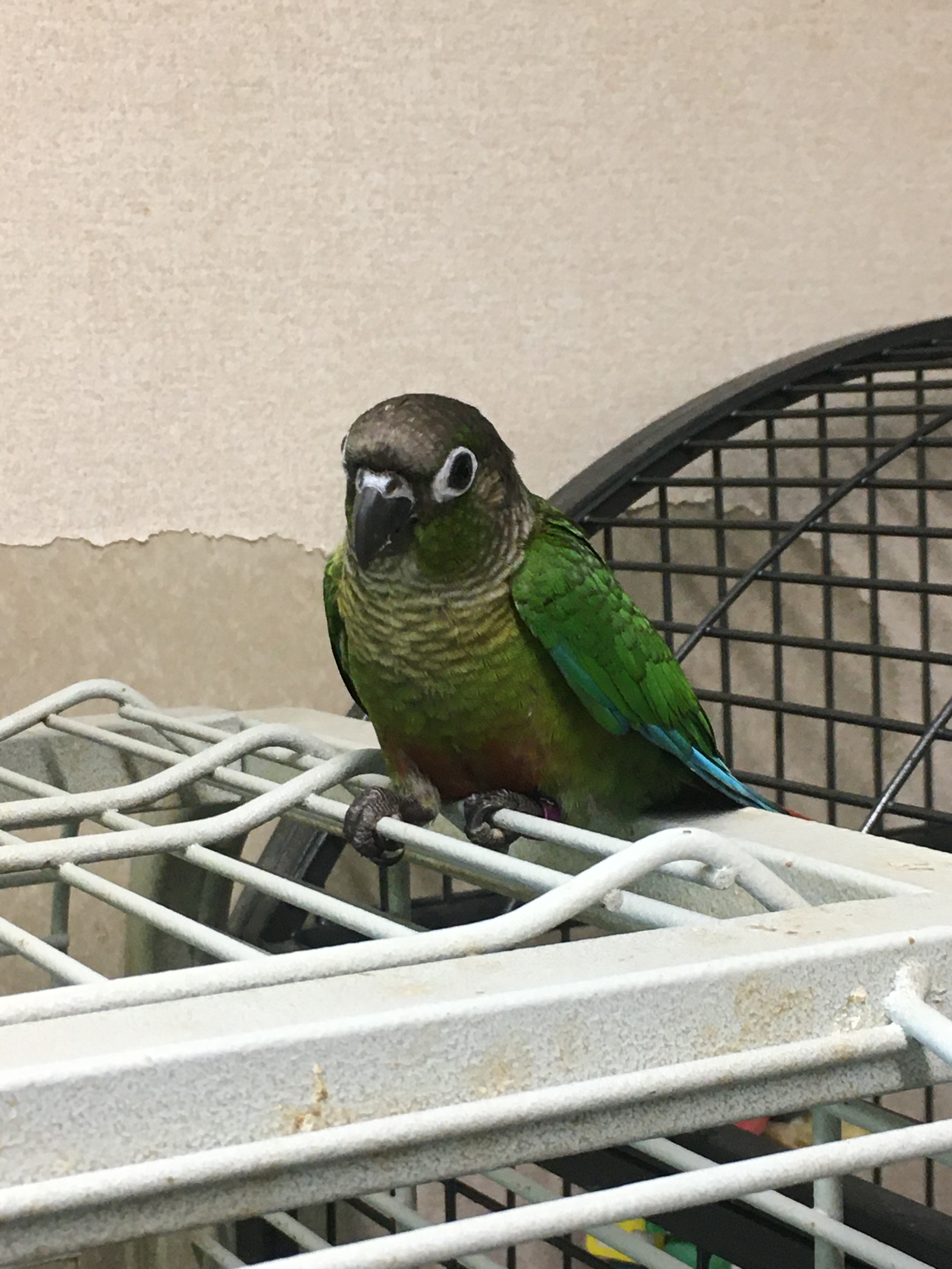 Hand Reared Parrots Riverbank Aviaries