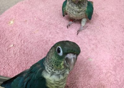Turquoise green cheeked conures
