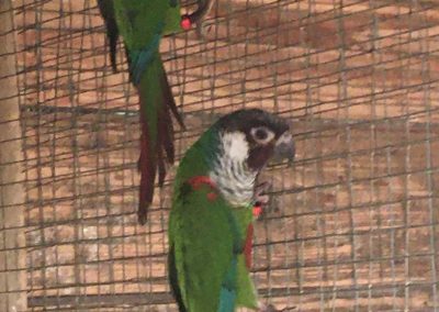 Pair grey breasted conures