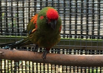 Red fronted macaw