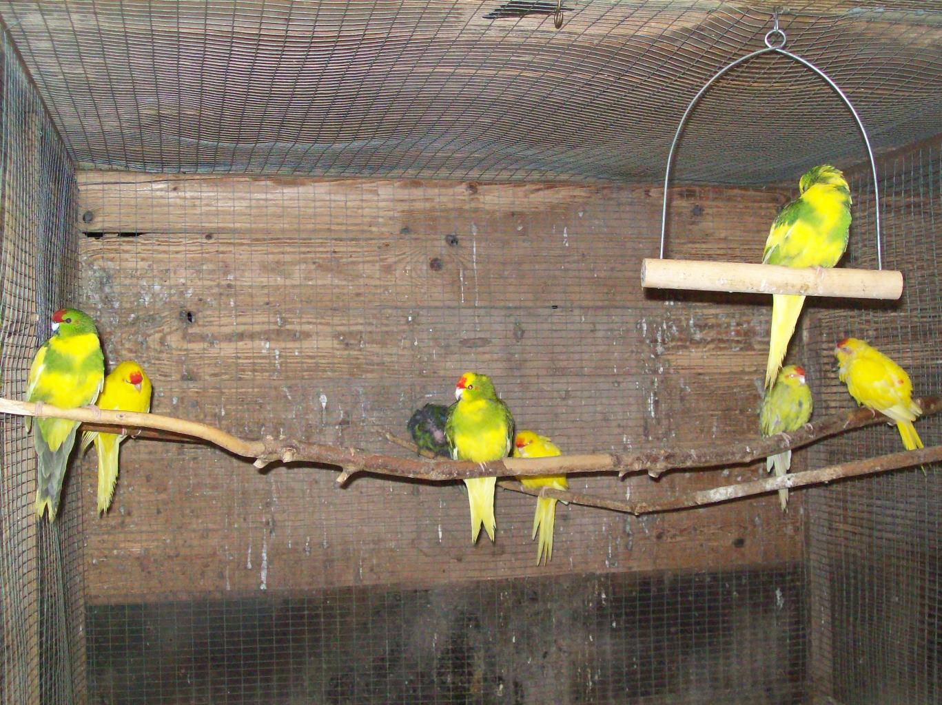 Kakarikis Riverbank Aviaries