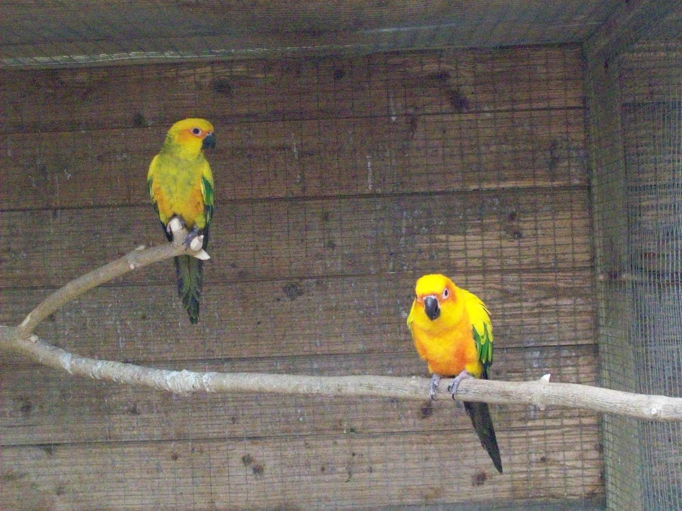 Aviary Birds Riverbank Aviaries